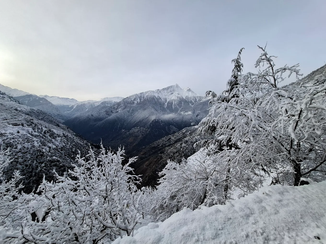 Snow-capped Himalayan peaks and pine forest in Kinnaur